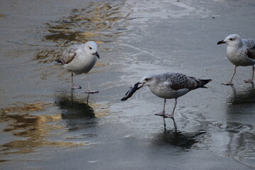 Water birds feeding on half frozen water