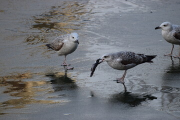 Water birds feeding on half frozen water