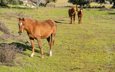 Group of horses walking and looking for food to eat on the grass.
