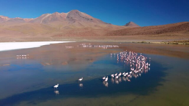 Sunrise aerial view of Laguna de Canapa with flamingo, Bolivia, Altiplano.
