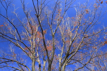 黄葉の枯れ葉をつけた冬の公園の欅と青空