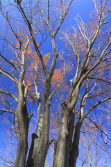 黄葉の枯れ葉をつけた冬の公園の欅と青空