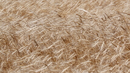 Agriculture, wheat ears. Part of the image is blurred.