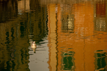 colour bird, seagull,  animal, livorno canal