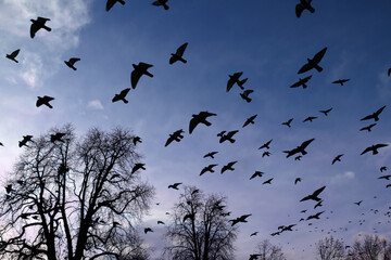 Albtraum Vogelschwarm Tauben Vögel in der Dämmerung