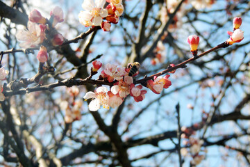 cherry blossoms, spring awakening