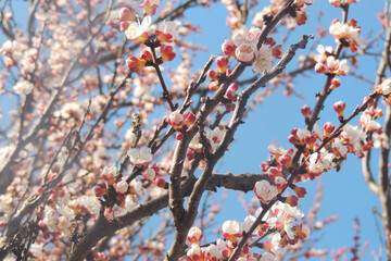 cherry blossoms, spring awakening