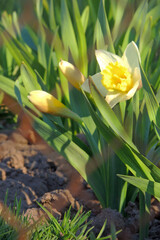 Fototapeta premium tulips in the garden