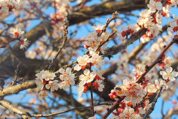 cherry blossoms, spring awakening