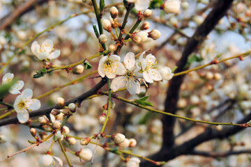 cherry blossoms, spring awakening