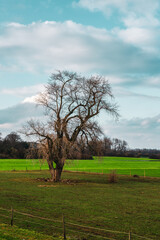 Fototapeta na wymiar old broken tree in the field