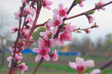 peach fruit tree bloomed in the garden