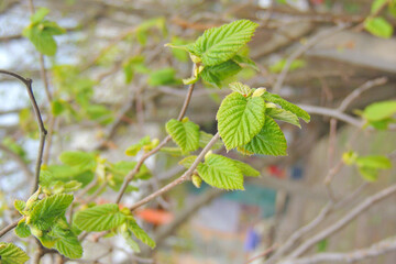 blossoming large cherry trees with green background
