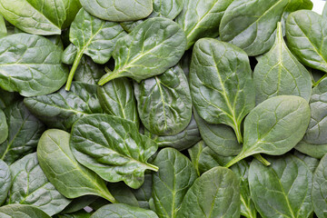 Spinach background full image. Top view
