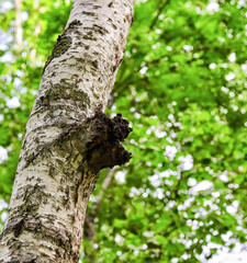 Only chaga is a parasite on tree