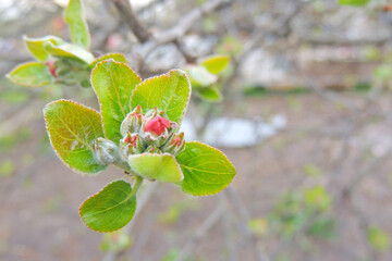apple fruit tree blossomed in the garden
