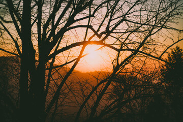 roter Sonnenuntergang im Wald