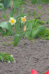 tulips in the gardenSaturratrd red tulips that grow in the garden.
