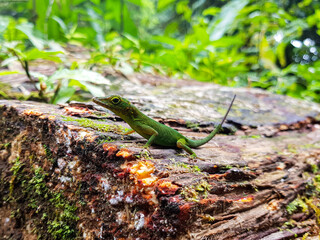 Lizard on a tree