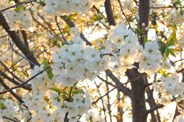 blossoming large cherry trees with green background