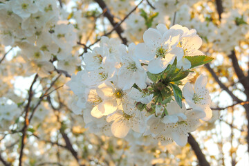 blossoming large cherry trees with green background