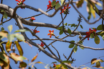  Bombax ceiba tree