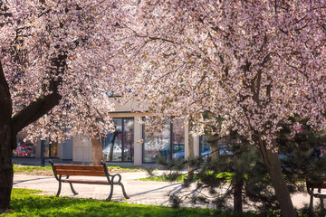 Sunny street of the old European cozy town during japanese cherry tree blossom, beautiful spring...