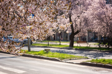 Sunny street of the old European cozy town during japanese cherry tree blossom, beautiful spring cityscape, outdoor travel background, Uzhhorod, Ukraine