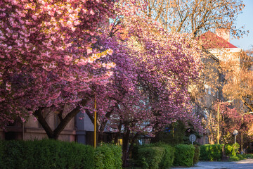 Sunny street of the old European cozy town during japanese cherry or sakura tree blossom, beautiful spring cityscape, outdoor travel background, Uzhhorod, Ukraine