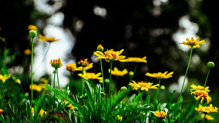 Yellow Arnica flowers. Arnica montana L. Mountain-tobacco, Golden-fleece, Leopardsbane. Decorative...