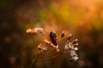 spider in the morning