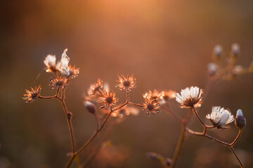 flowers in the morning