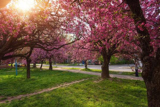 Sunny street of the small cozy European town during japanese cherry or sakura tree blossom, beautiful spring cityscape, outdoor travel background, Uzhhorod, Ukraine