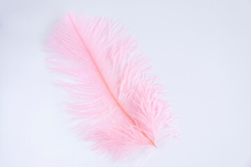 Ostrich colored feathers on a white background. A pen on an isolated background.