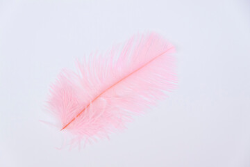 Ostrich colored feathers on a white background. A pen on an isolated background.