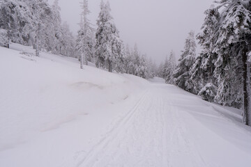 Gorgeous winter landscape in the mountains at snowy visibility with fog in the background, Czech Jeseniky Mountain