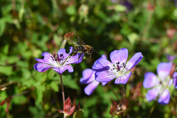 bee jumping from one flower to another