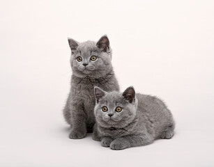 Two British Kittens sitting together