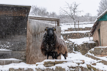 Sheep Standing in Heavy Snow