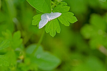 white moth on green leave