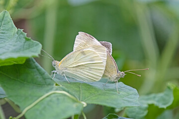 A pair of  cabbage white butterfly - pieris rapae