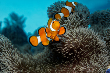 Western clown fish near its anemone. A small fish, the body is bright orange with three broad light vertical stripes.
