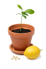  Lemon seedling with seed and lemon