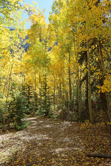 Autumn aspen forest vertical - Rocky Mountains, Colorado