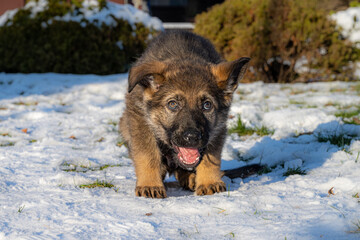 A nine weeks old German Shepherd puppy is looking straight into the camera. Snow in the background
