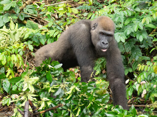 A Western gorilla (Gorilla gorilla) Africa Gabon.