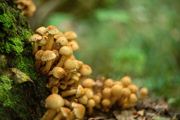 Group of toadstool mushrooms grow on tree trunk covered with green moss. Forest summer season