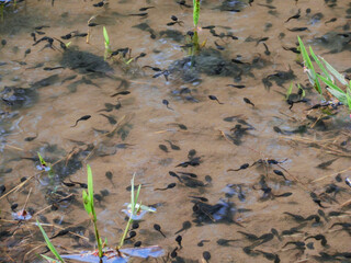 池を泳ぐたくさんのオタマジャクシ