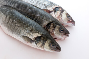 Sea bass with white background