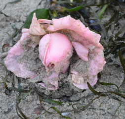 Rosa Rose am Strand angespült